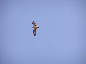 Una àguila peixatera