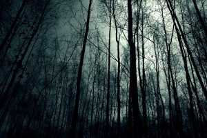 dark-forest-night-image-31001
